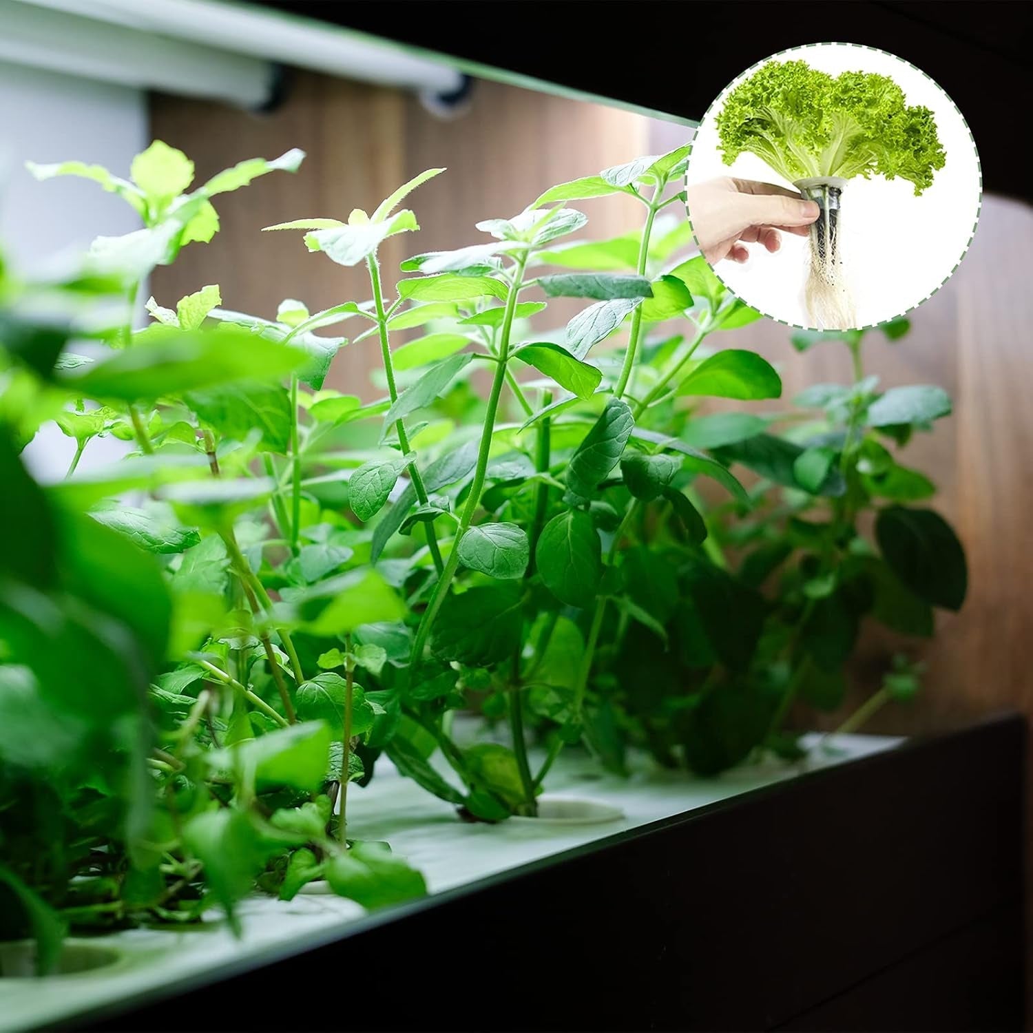 50 - Pack Hydroponic Growth Sponges for AeroGarden Use - Inside The Bars
